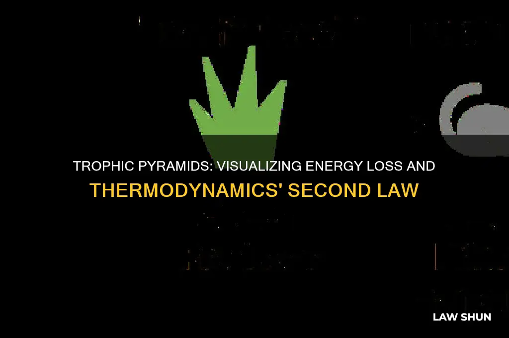 how do trophic pyramids portray the second law of thermodynamics