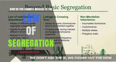 Meiosis and Mendel's Law of Segregation: Unraveling Genetic Inheritance