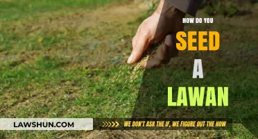 Mastering the Art of Seeding a Lawan: A Comprehensive Guide