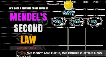Dihybrid Crosses: Unlocking Mendel's Law of Independent Assortment