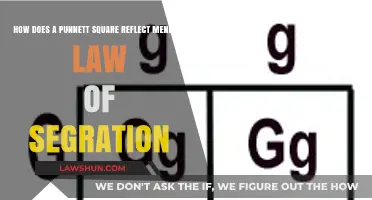 Punnett Squares: Visualizing Mendel's Law of Segregation in Genetics