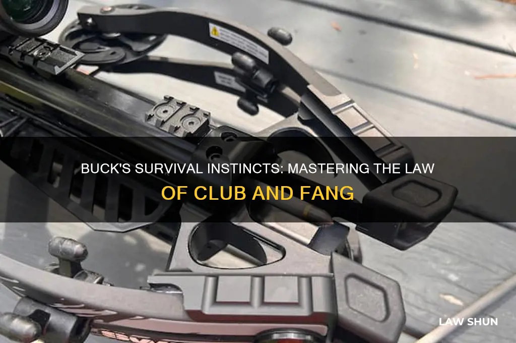 how does buck learn the law of club and fang