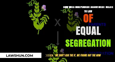 Independent Assortment and Equal Segregation: Unraveling Mendel's Genetic Principles
