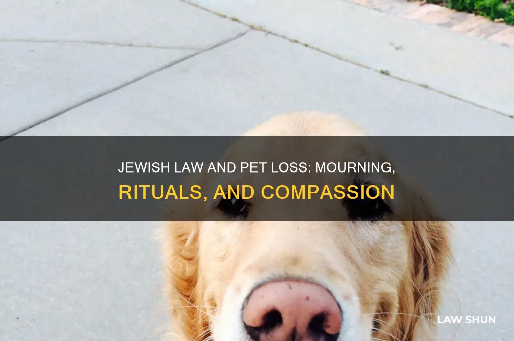 how does jewish law treat the loss of a pet
