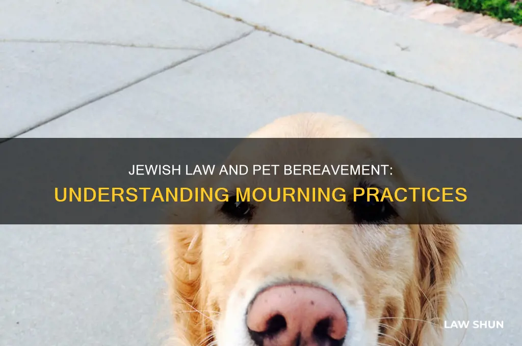 how does jewish law treat the mourning of a pet