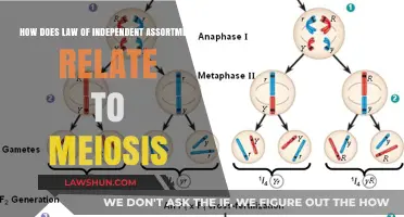 Understanding the Law of Independent Assortment in Meiosis: Key Concepts