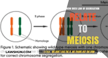 Understanding Mendel's Law of Segregation in Meiosis: A Genetic Breakdown