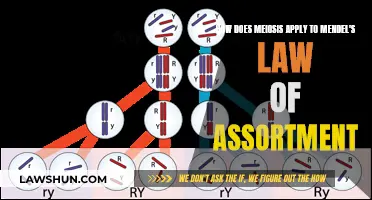 Meiosis and Mendel's Law: Chromosome Assortment Explained