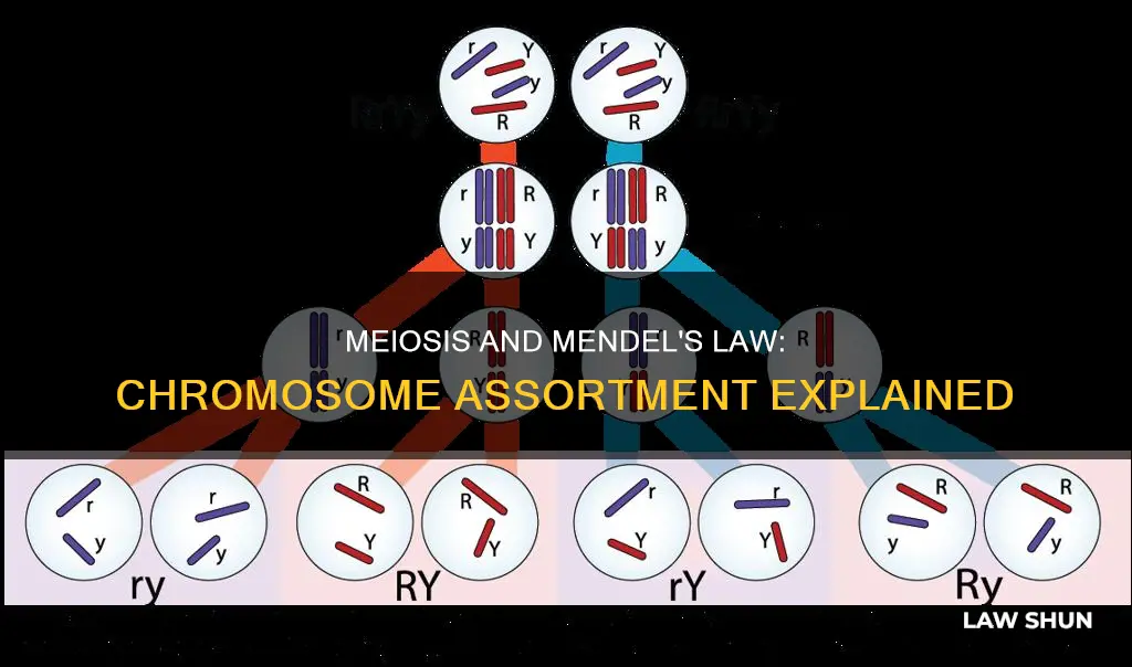 how does meiosis apply to mendel