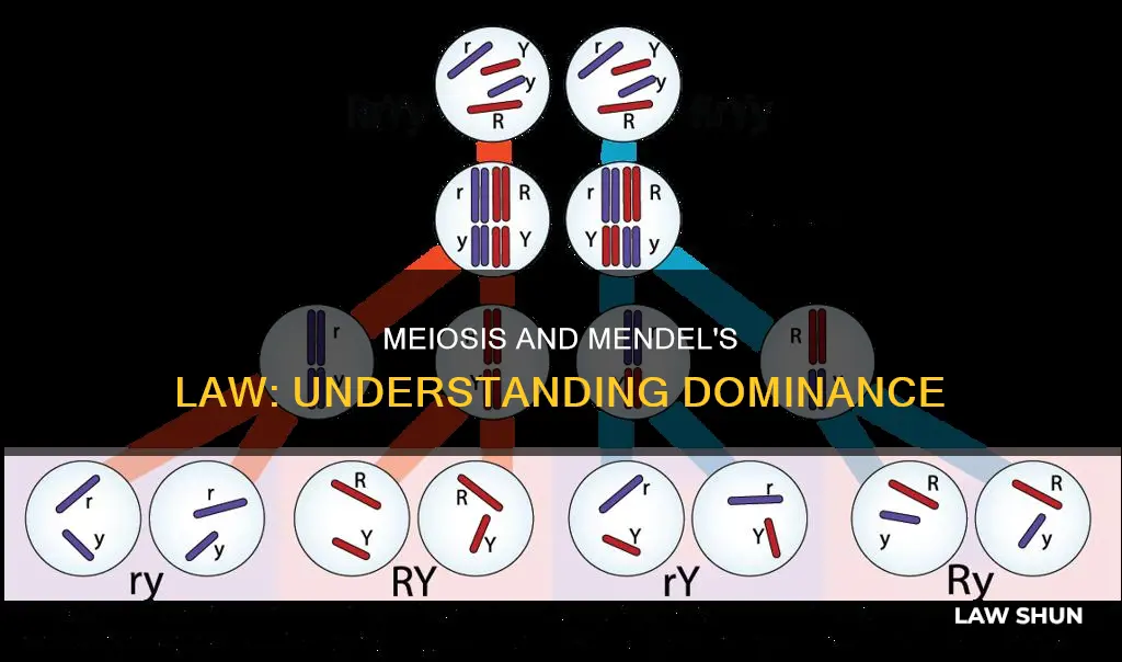 how does meiosis apply to mendel