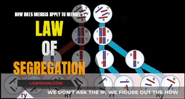 Meiosis and Mendel's Law: Segregating Chromosomes