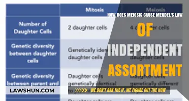 Meiosis Unveiled: Driving Mendel's Law of Independent Assortment