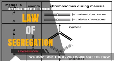 Meiosis and Mendel's Law: Unraveling the Segregation of Alleles