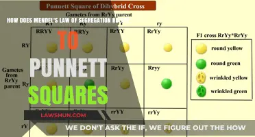 Mendel's Segregation Law and Punnett Squares: Unraveling Genetic Inheritance
