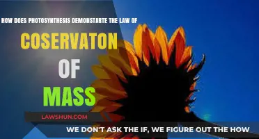 Photosynthesis: Proving the Law of Conservation of Mass in Action