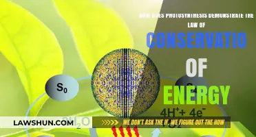 Photosynthesis: A Perfect Example of Energy Conservation in Nature
