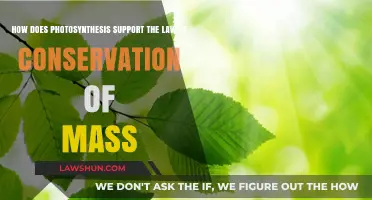 Photosynthesis: Proving the Law of Conservation of Mass in Action