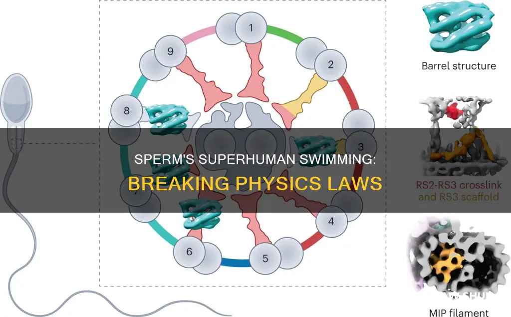 how does sperm break the laws of physics