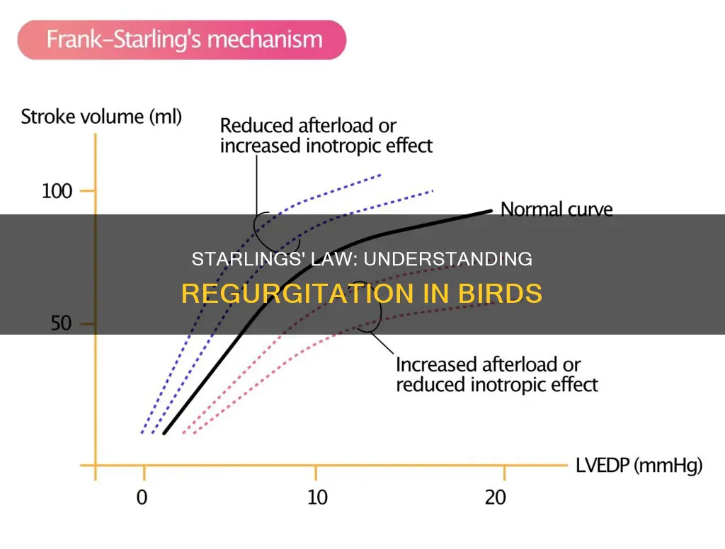 how does starlings law apply to regurgitation