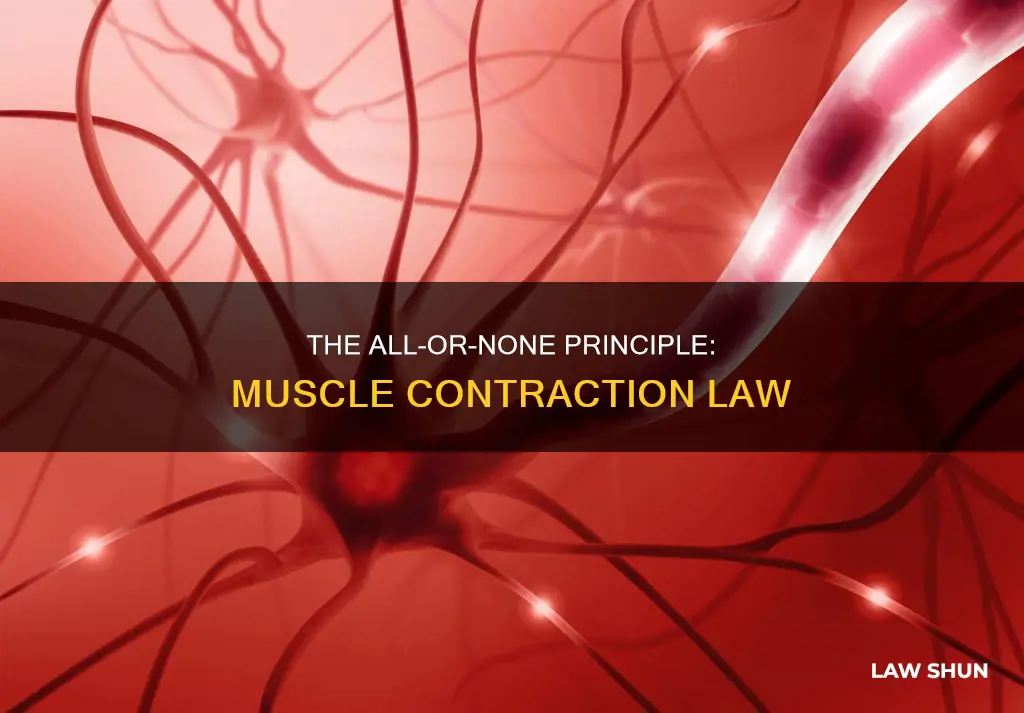 how does the all or none law apply to muscle