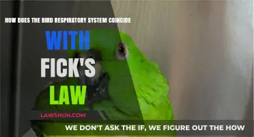 Bird Respiratory Efficiency: Fick's Law and Gas Exchange Dynamics