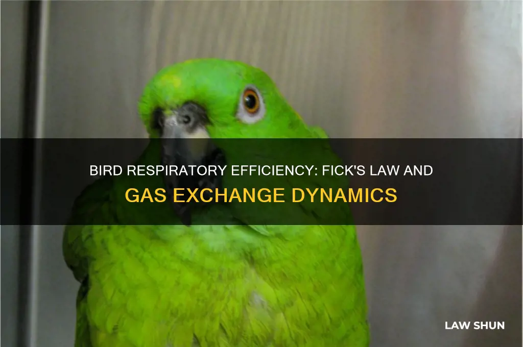 how does the bird respiratory system coincide with fick