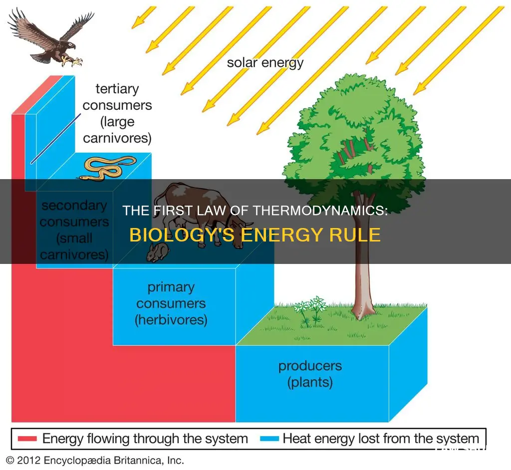 how does the first law of thermodynamics apply to biology