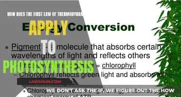 Understanding Photosynthesis Through the First Law of Thermodynamics