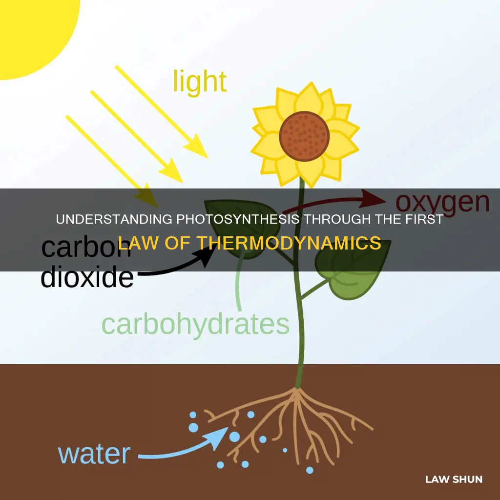 how does the first law of thermodynamics apply to photosynthesis