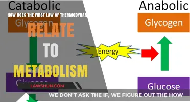Thermodynamics Law and Metabolism: Energy Conservation in Action