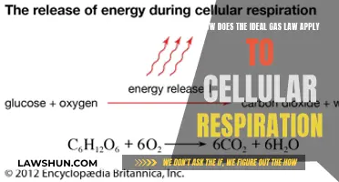 Gas Laws and Cellular Respiration: Understanding the Link