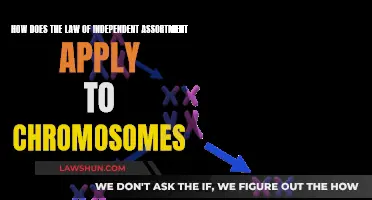 The Law of Independent Assortment: Chromosome Independence