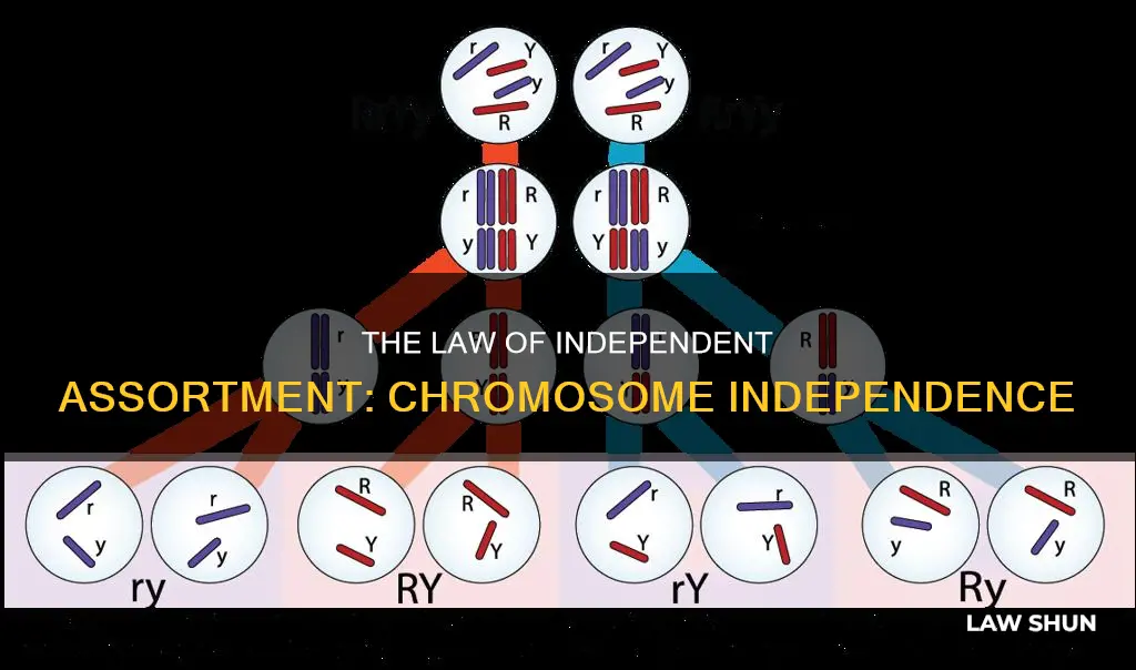 how does the law of independent assortment apply to chromosomes