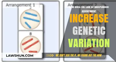 Independent Assortment: Boosting Genetic Diversity Through Random Chromosome Segregation