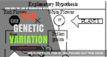 Understanding Genetic Variation Through Mendel's Law of Segregation