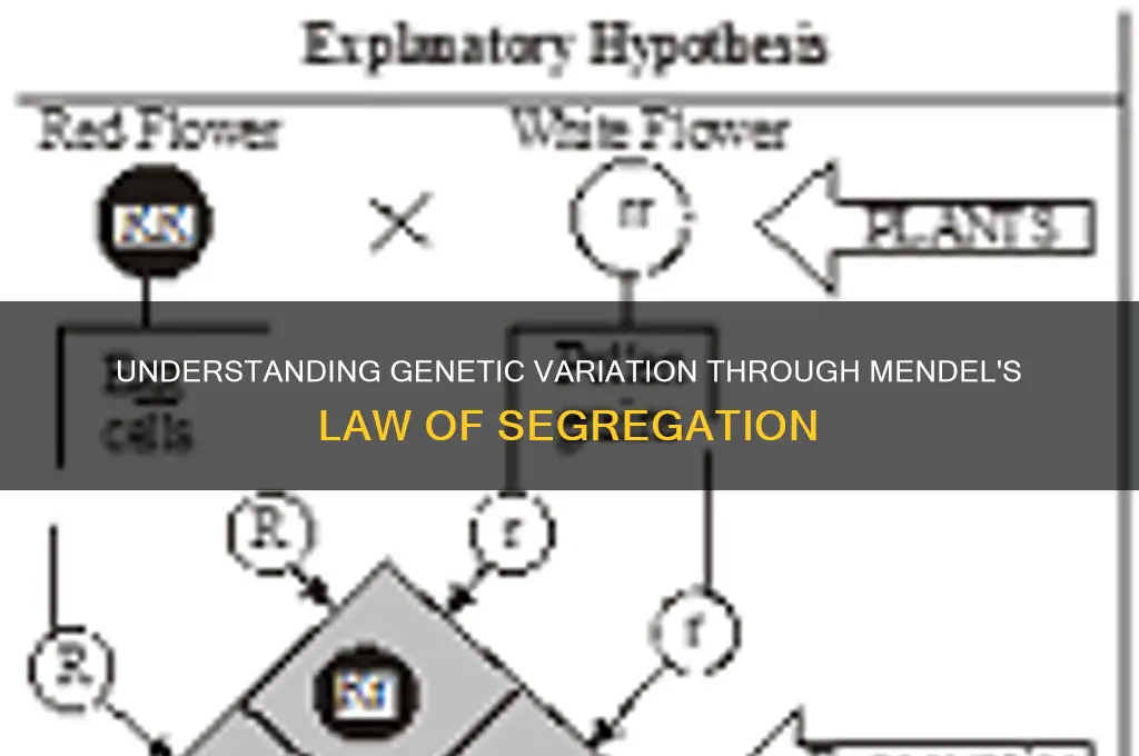 how does the law of segregation account for genetic variation