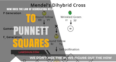 Understanding the Law of Segregation Through Punnett Square Analysis