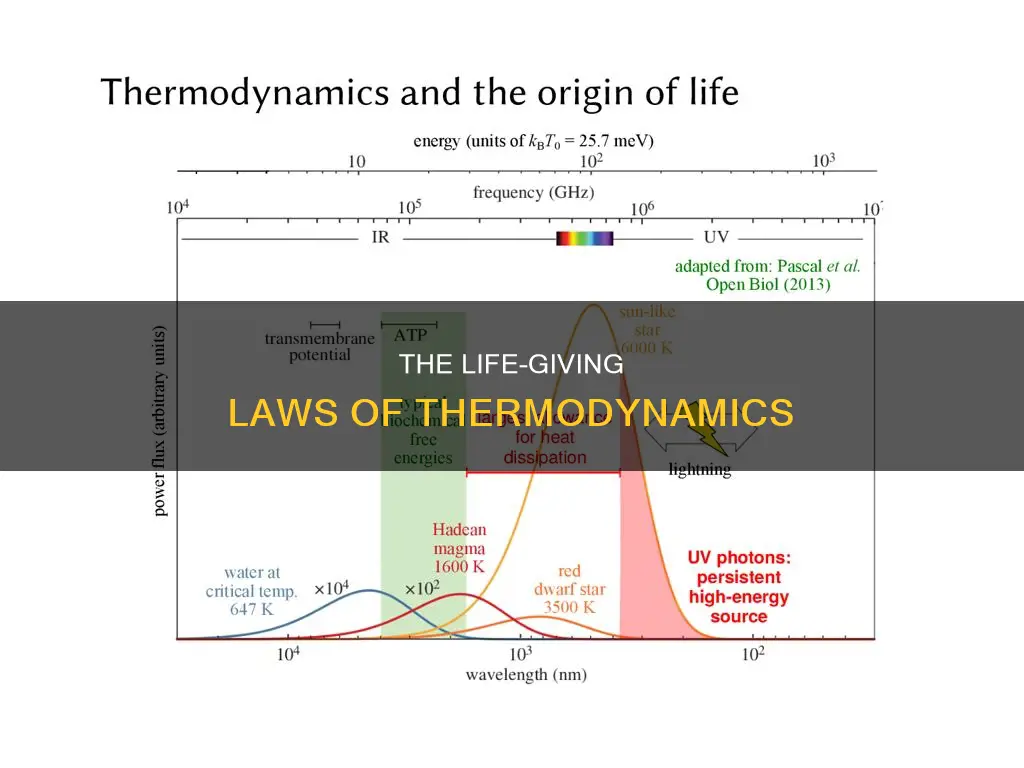 how does the law of thermodynamics apply to living organisms