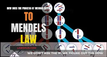 Meiosis and Mendel's Law: Understanding the Connection