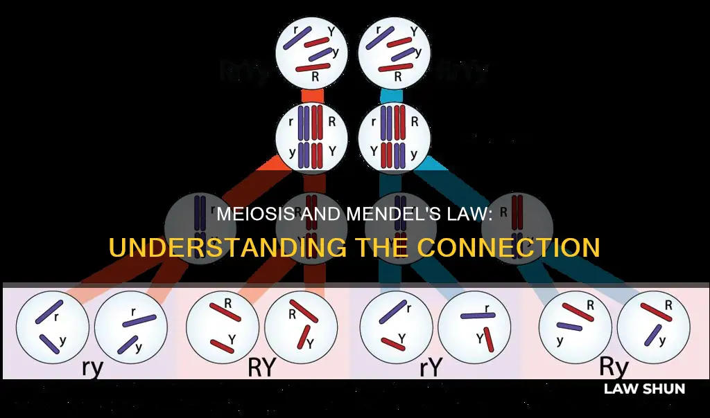 how does the process of meiosis apply to mendels law