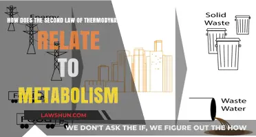 Thermodynamics Meets Metabolism: Understanding Energy Flow in Biological Systems