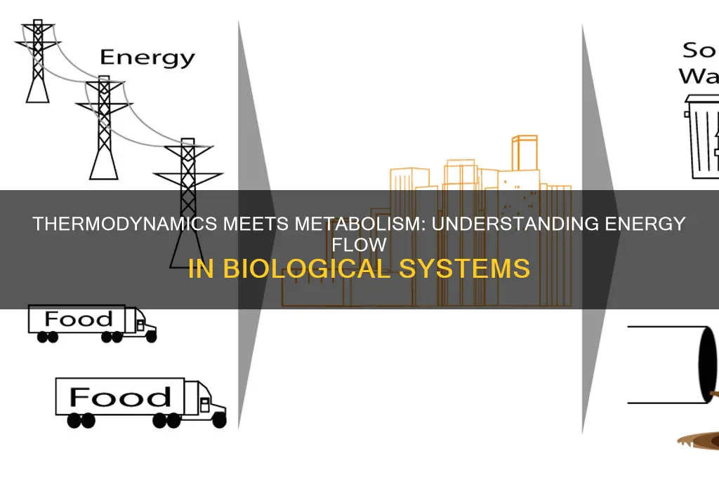 how does the second law of thermodynamics relate to metabolism