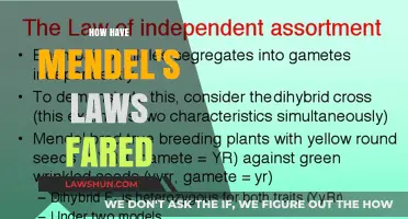 Exploring the Legacy and Impact of Mendel's Laws in Modern Genetics