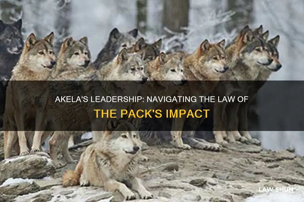 how is akela affected by the law of the pack