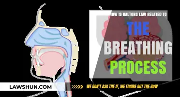 Dalton's Law: Unveiling Its Role in Human Breathing Mechanics