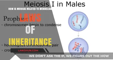Meiosis and Mendelian Inheritance: Unraveling the Genetic Connection