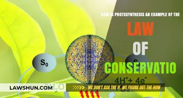 Photosynthesis: A Perfect Demonstration of Energy Conservation Principles