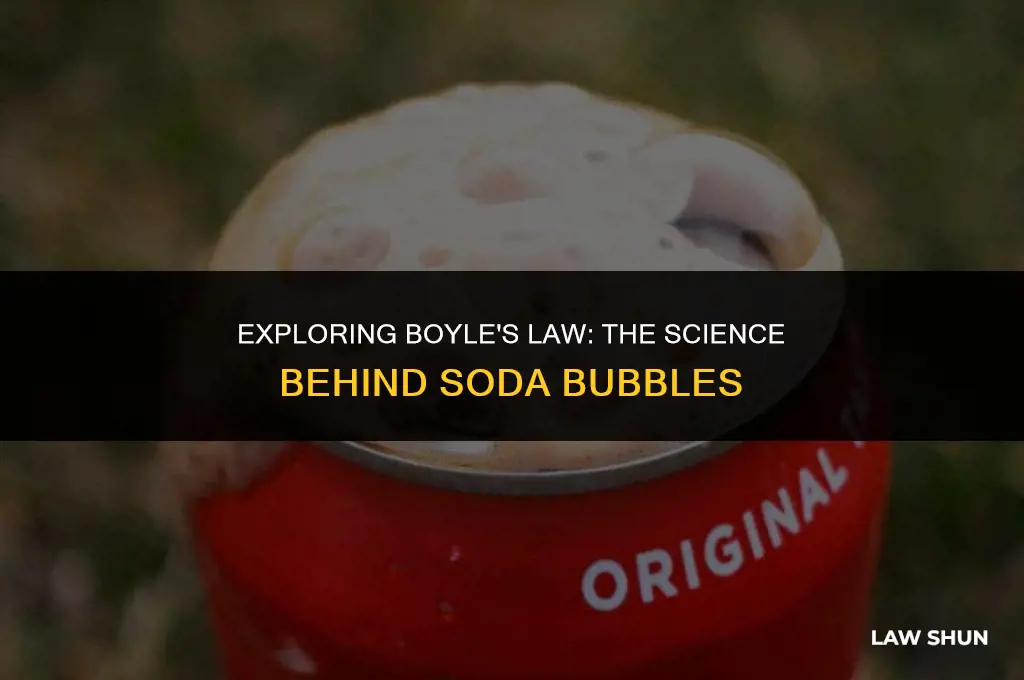 how is soda boyle