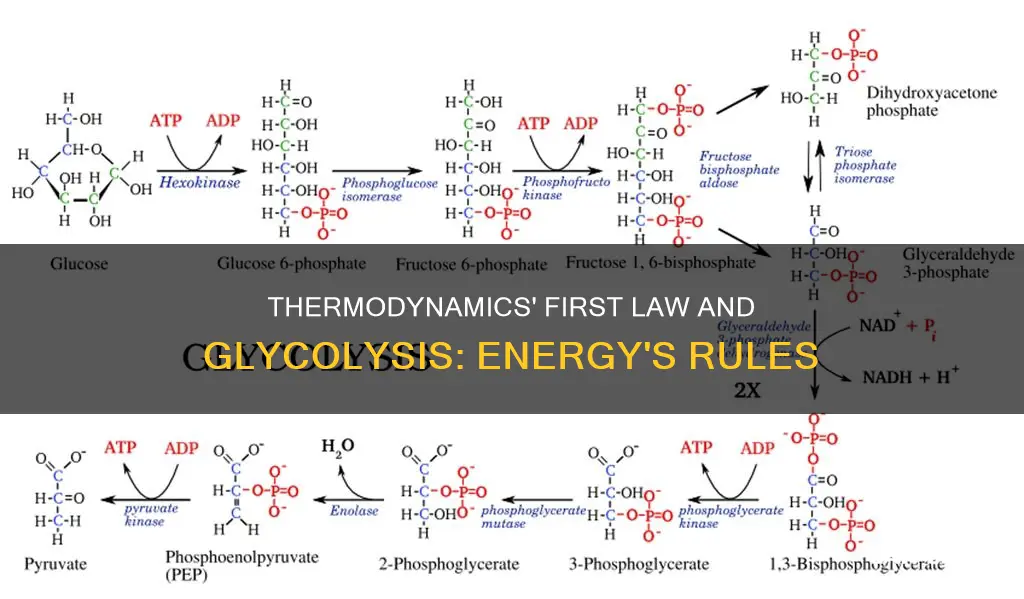 how is the first law of thermodynamics apply to glycolysis