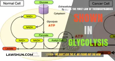 Glycolysis and the First Law of Thermodynamics: Energy Conservation